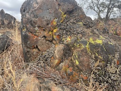 Candelariella rosulans