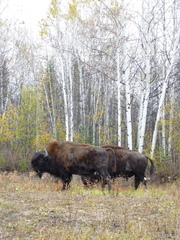 Bison bison athabascae