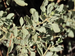 Cistus halimifolius