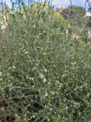 Salsola kali ruthenica