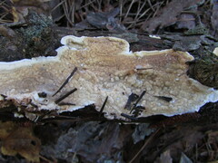 Dacryobolus karstenii