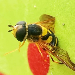 Syrphus knabi