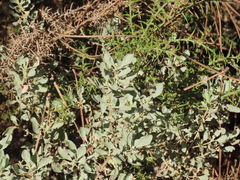 Cistus halimifolius