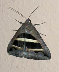 Grammodes