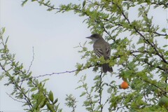 Myiarchus swainsoni