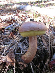 Aureoboletus projectellus