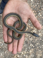 Thamnophis hammondii