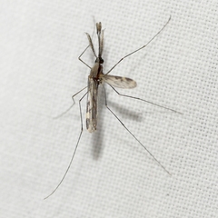 Anopheles punctipennis