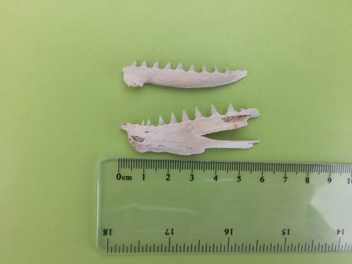 Gempylidae