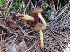 Cortinarius tinctorum