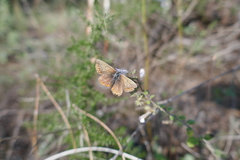 Aricia agestis