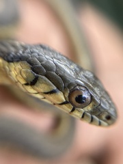 Thamnophis hammondii