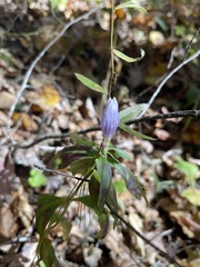 Gentiana saponaria