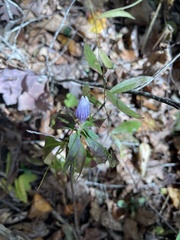 Gentiana saponaria