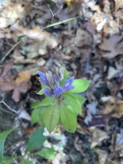 Gentiana saponaria