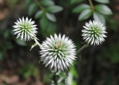 Echinops siculus