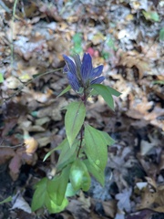 Gentiana saponaria