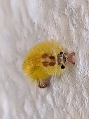 Lophocampa annulosa