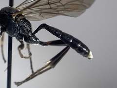 Vulgichneumon bimaculatus