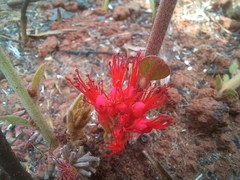Combretum platypetalum platypetalum