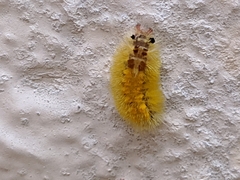 Lophocampa annulosa
