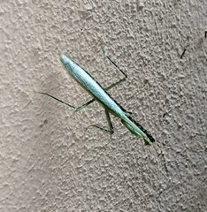 Mantodea