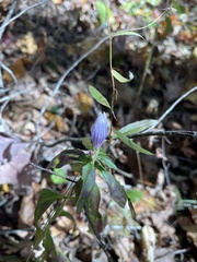 Gentiana saponaria