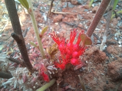 Combretum platypetalum platypetalum