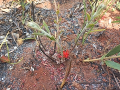 Combretum platypetalum platypetalum