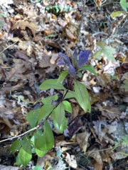 Gentiana saponaria
