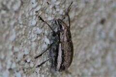 Naupactus peregrinus