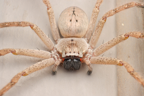 Giant Crab Spider