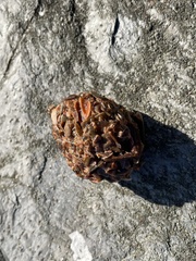 Clathria prolifera