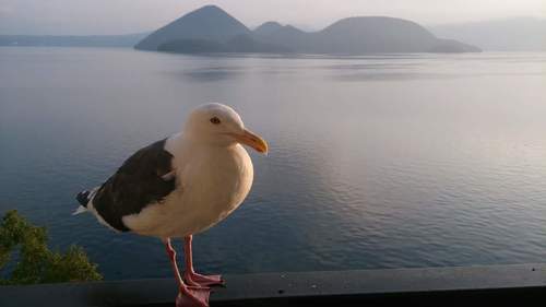 Slaty-backed Gull｜灰背鸥 参考照片