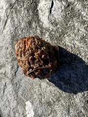 Clathria prolifera