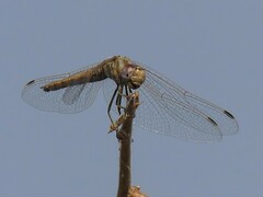 Trithemis
