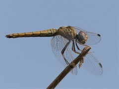Trithemis