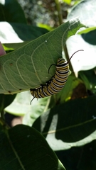 Danaus plexippus