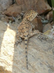 Agama anchietae