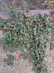 Amaranthus deflexus