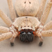 Giant Crab Spider - Photo (c) Mason S., some rights reserved (CC BY-NC), uploaded by Mason S.