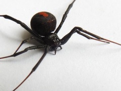 Latrodectus hasselti