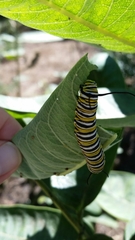 Danaus plexippus