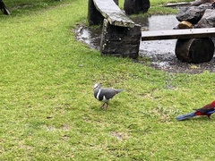 Leucosarcia melanoleuca