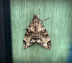 Psilogramma menephron