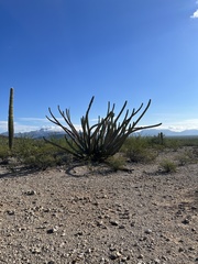 Stenocereus thurberi