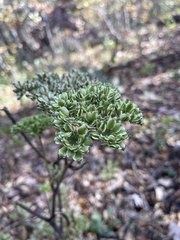 Angelica triquinata