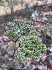 Angelica triquinata