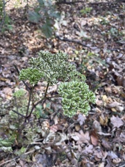 Angelica triquinata