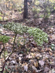 Angelica triquinata